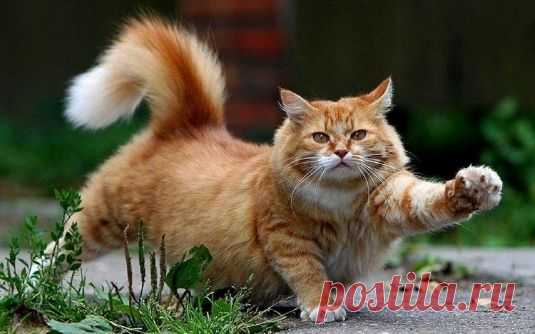 ПЯТЬ БОЛЕЗНЕЙ КОШЕК, КОТОРЫЕ ИГНОРИРУЮТ ХОЗЯЕВА