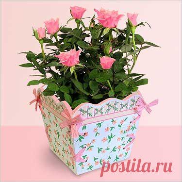 Секреты выращивания комнатной розы + видео мастер-класс