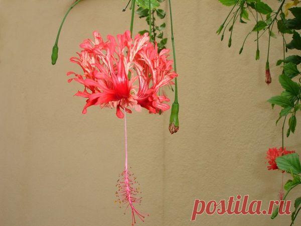 Правила посадки и ухода за махровым гибискусом