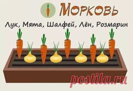 Совместимость растений на грядке
