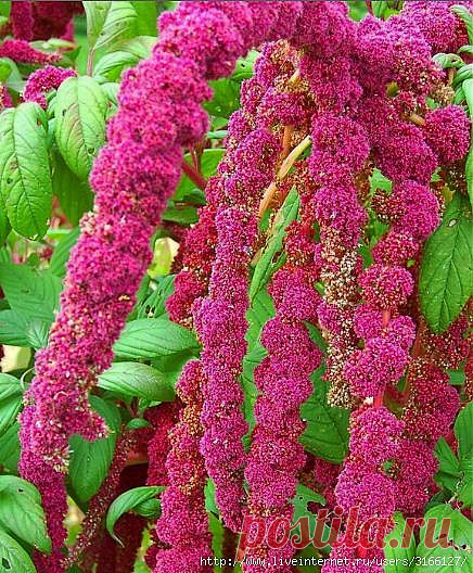 Амарант, интересная культура