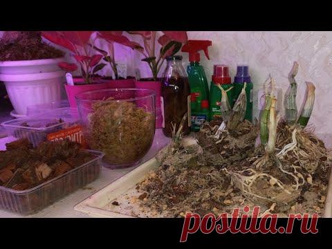 Дошли руки до Орхидей Морковки/Пересадка пока спят