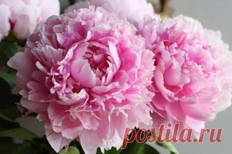 Подкормка пионов