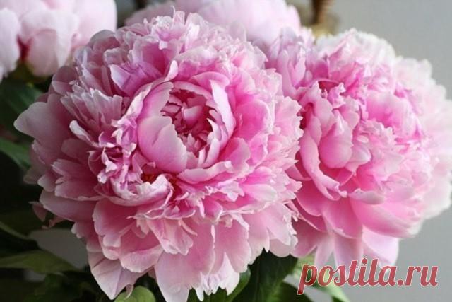 Подкормка пионов