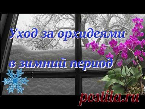 Как ухаживать за орхидеей в зимнй период. Самые важные моменты. Берём на карандаш.