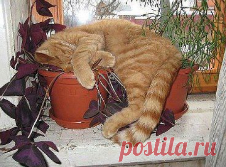Я всегда поражалась котам, вот неужели ....это единственное место, ... где можно отлично выспаться!!!???..