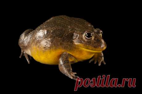 A Morph Of A Dying Poison Frog Dendrobates Tinctorius Stock Photo | Getty Images