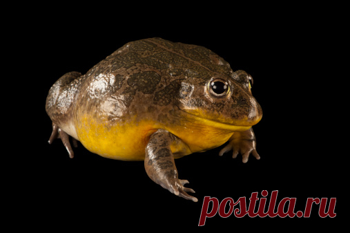 A Morph Of A Dying Poison Frog Dendrobates Tinctorius Stock Photo | Getty Images