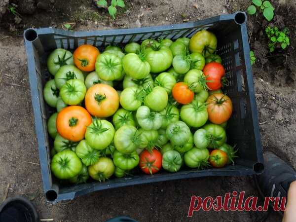 Очень простой способ уберечь собранные зеленые помидоры от почернения | Огородомания: сад, огород, дача | Яндекс Дзен
