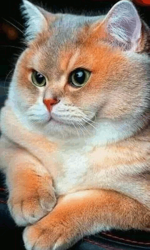 Котик