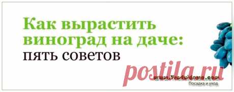 Как вырастить виноград – кратко и сжато но зато на собственном опыте Содержание ✓✓ 1. ВЫБОР МЕСТА ДЛЯ ПОСАДКИ ВИНОГРАДА✓ 2. ПОДГОТОВКА ПОЧВЫ ДЛЯ ПОСАДКИ✓ 3. ЗАКАЛКА САЖЕНЦЕВ ВИНОГРАДА✓ 4. ПОСАДКА ВИНОГРАДА✓ 5. УХОД ЗА ВИНОГРАДОМ В ПЕРВЫЙ ГОД ЖИЗНИ✓ С КЕМ ДРУЖИТ ВИНОГРАД✓ НА ЗАМЕТКУ: СОРТ НАДЕЖДА АКСАЙСКАЯ✓ ВЫРАЩИВАНИЕ ВИНОГРАДА НА ДАЧЕ – ПОШАГОВО НА ВИДЕО Портативный Спирт рефрактометр сахар вино концентрация метр densimeter 0-25% спирт…659.91 …