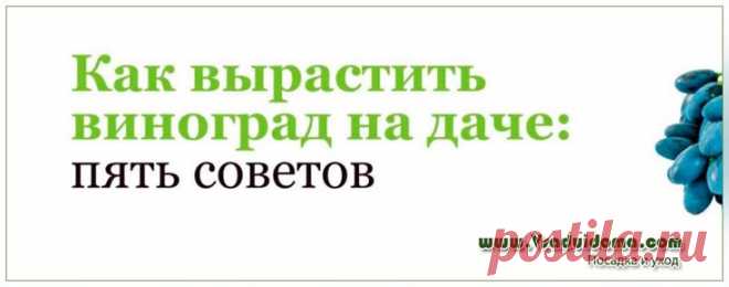 Как вырастить виноград – кратко и сжато но зато на собственном опыте Содержание ✓✓ 1. ВЫБОР МЕСТА ДЛЯ ПОСАДКИ ВИНОГРАДА✓ 2. ПОДГОТОВКА ПОЧВЫ ДЛЯ ПОСАДКИ✓ 3. ЗАКАЛКА САЖЕНЦЕВ ВИНОГРАДА✓ 4. ПОСАДКА ВИНОГРАДА✓ 5. УХОД ЗА ВИНОГРАДОМ В ПЕРВЫЙ ГОД ЖИЗНИ✓ С КЕМ ДРУЖИТ ВИНОГРАД✓ НА ЗАМЕТКУ: СОРТ НАДЕЖДА АКСАЙСКАЯ✓ ВЫРАЩИВАНИЕ ВИНОГРАДА НА ДАЧЕ – ПОШАГОВО НА ВИДЕО Портативный Спирт рефрактометр сахар вино концентрация метр densimeter 0-25% спирт…659.91 …