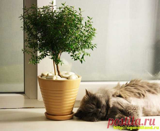 Мирт (Миртовое дерево). Магические и целебные свойства Мирта