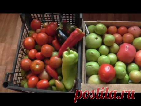 Собранные недозрелыми плоды помидоров, перцев и баклажанов успешно дозариваются в теплом помещении