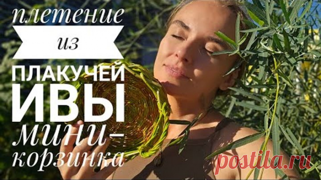 Плакучая ива после обрезки пошла в дело! Быстрая и очень красивая корзиночка