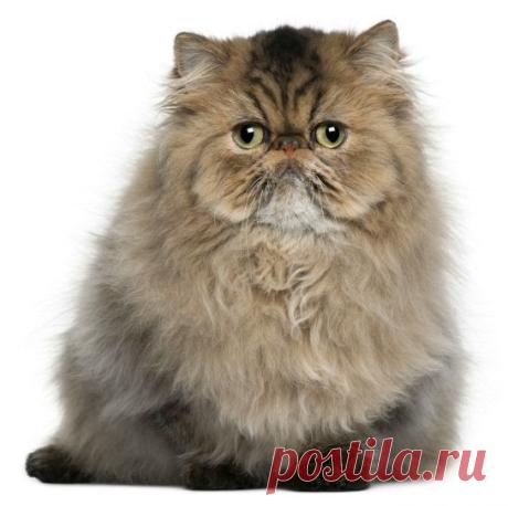 Persian cats breed