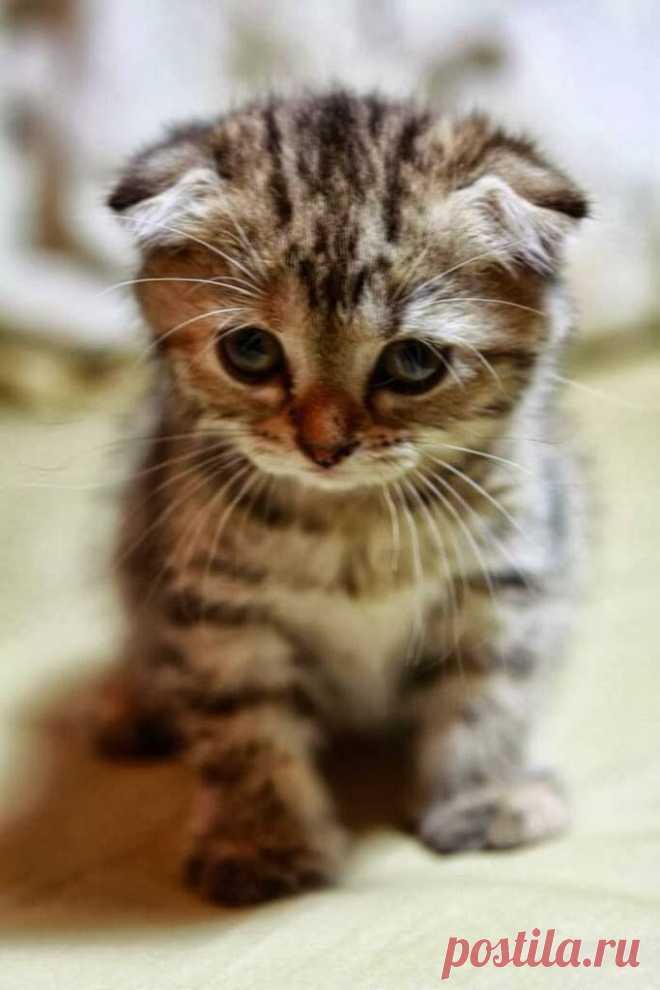 Новые фотографии котята.