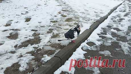 21 ноября в народном календаре - Михайлов день, Михайловы грязи, Михайловские оттепели. Приметы, обычаи, запреты, именины 21 ноября