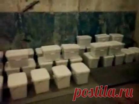 дендробена - 981 картинка. Поиск Mail.Ru