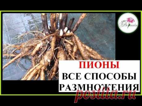 РАЗМНОЖЕНИЕ ПИОНОВ. ВСЕ СПОСОБЫ