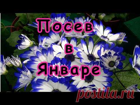 ПОСЕЙТЕ цветы в ЯНВАРЕ! Чтобы увидеть ЦВЕТЕНИЕ ЛЕТОМ!