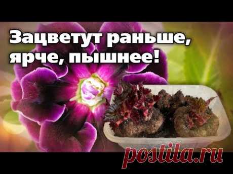 Подготовка клубневых цветов к посадке. Так поступают с бегониями, глоксиниями, каллами