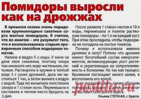 ВСЕ ЧТО НУЖНО ЗНАТЬ О ТОМАТАХ! 
ШПАРГАЛКА НА ЛЕТО!
ДЕДОВСКИЙ РЕЦЕПТ ДЛЯ ТОМАТОВ.
Этот полузабытый дедовский рецепт я выписала из старой газетной подшивки, но опробовать все не было времени. Решилась наконец в прошлом году.
Рецепт очень прост.
В трехлитровую банку заливаю 2,6-2,7 л воды без хлора (отстоянной), добавляю 100 г разведенных теплой водой дрожжей и 0,5 ст. сахара.
Накрыв марлей, держу банку в тепле, время от времени взбалтывая содержимое.
Раствор готов, когда закончится брожение.
О
