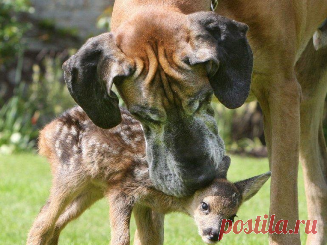 «Чужих детей не бывает!» - 12 самых милых фото животных прирожденных родителей | Адекватное родительство | Яндекс Дзен