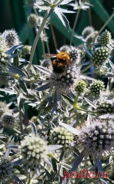 Синеголовик - хороший медонос 🌿🐝