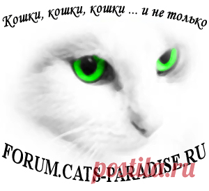 Как выкормить котенка вместо матери - Самый дружелюбный форум о кошках