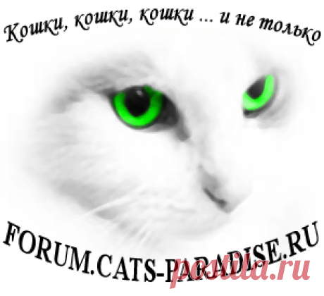 Как выкормить котенка вместо матери - Самый дружелюбный форум о кошках