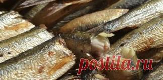 Приготовление шпрот из карасей в домашних условиях