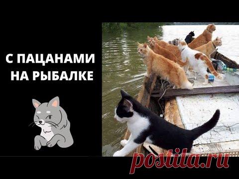 Кот Рыболов.  Кошачья Рыбалка! Приколы с Котами. Видео