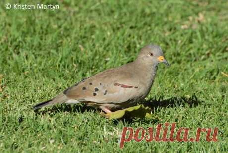 Сем. Голубиные (Columbidae)
Перуанская земляная горлица (Columbina cruziana)