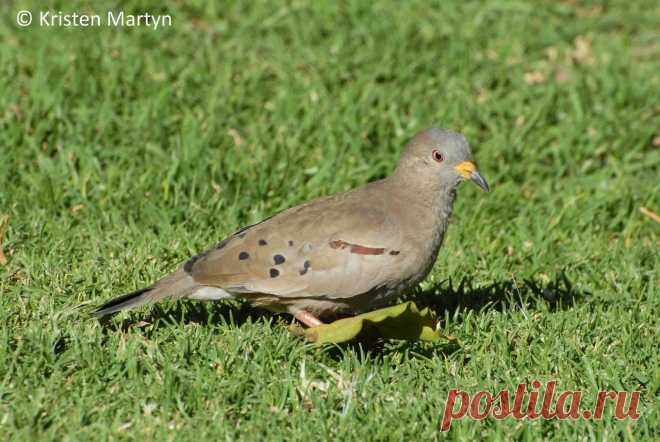 Сем. Голубиные (Columbidae)
Перуанская земляная горлица (Columbina cruziana)