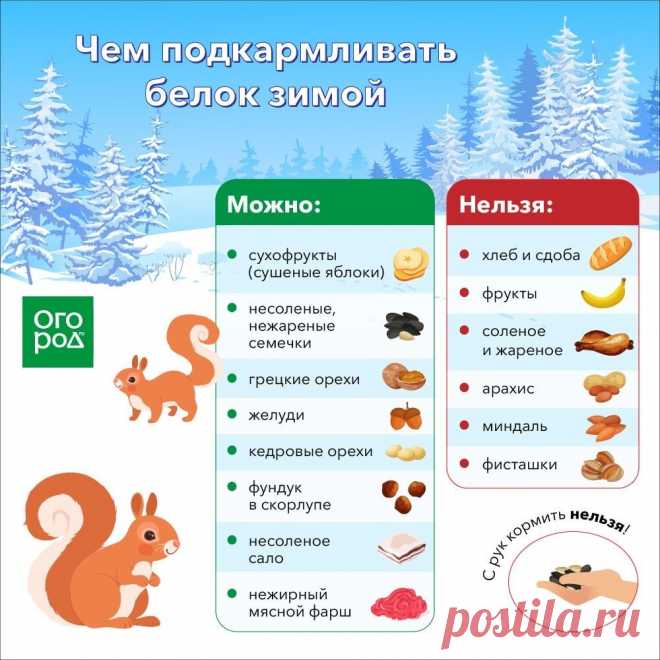 Чем подкармливать белок зимой