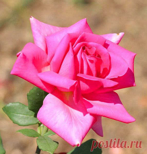 Цветы | Фотографии сергей ефременко | 9668 фото