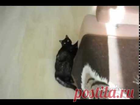 Laziness and indifference / лень и пофигизм - YouTube