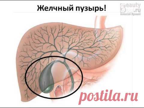 Желчный пузырь. Часть 1 - Стадии образования желчи.