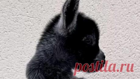 Канал Живая Планета | Ролики — короткие видео