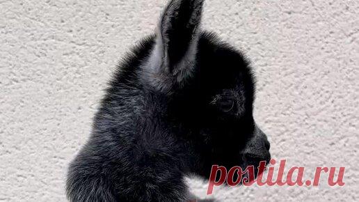 Канал Живая Планета | Ролики — короткие видео