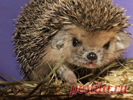 Не Домашний ЁЖ - домашнее стихийное бедствие