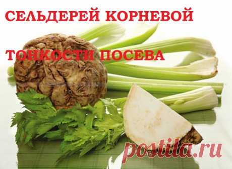 Рассада сельдерея корневого! Есть секрет! Делюсь! — 6 соток