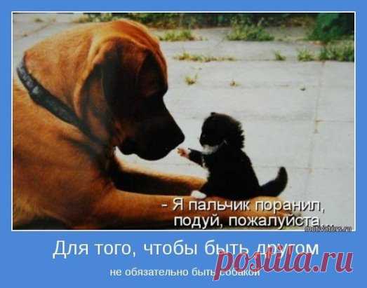 (56) Одноклассники