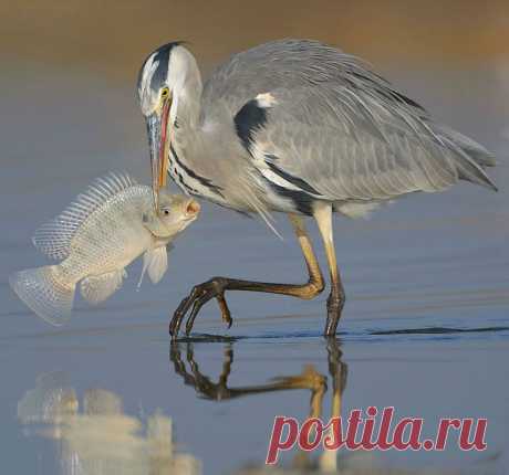 17 удивительных фотографий птиц