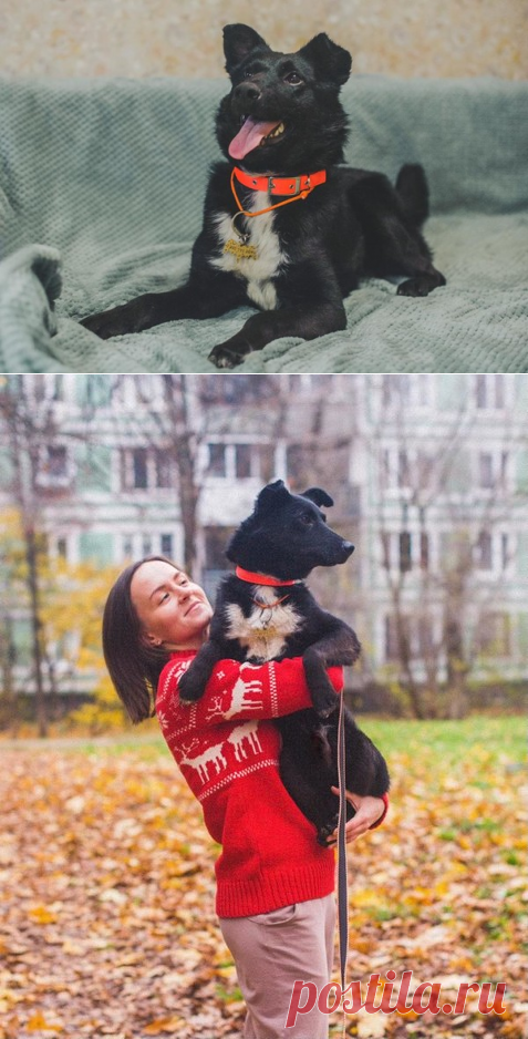 Барри - маленький черный бриллиант в добрые руки. Москва – ZOOCHARITY | БУДЬ МИЛОСЕРДНЫМ К БРАТЬЯМ МЕНЬШИМ!, пользователь Galina Panina | Группы Мой Мир