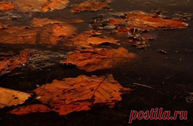 ФОТОМАСТЕРСКАЯ ПРИРОДЫ
Лилия Гиндулина