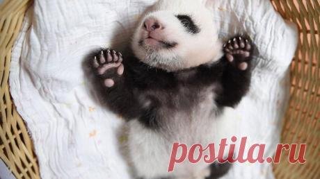 Эти малыши панды заставят вас умереть от умиления!
