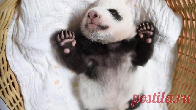 Эти малыши панды заставят вас умереть от умиления!