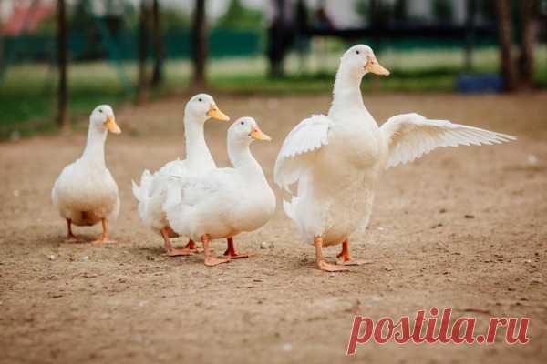 Фермерские продукты: как отличить настоящее от подделки | Матроны.RU